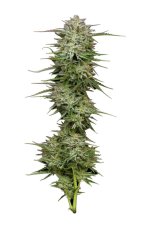 Humboldt Seed Company Pound Town Auto samonakvétací feminizovaná semena