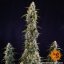 Wassermelone Zkittlez Auto - Autoflowering Marihuana Samen 5 Stück Barney's Farm