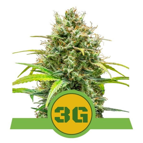 Triple G Auto - feminizovaná semínka 3 ks Royal Queen Seeds