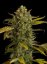 Blue Kush Auto - fem. a samonakvétací semínka 10 ks Dinafem