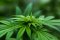What is the yield of a hemp plant