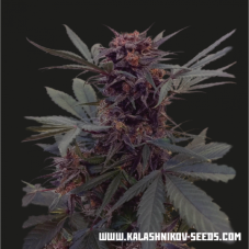 Kalashnikov Seeds Babushka Black Auto samonakvétací semena