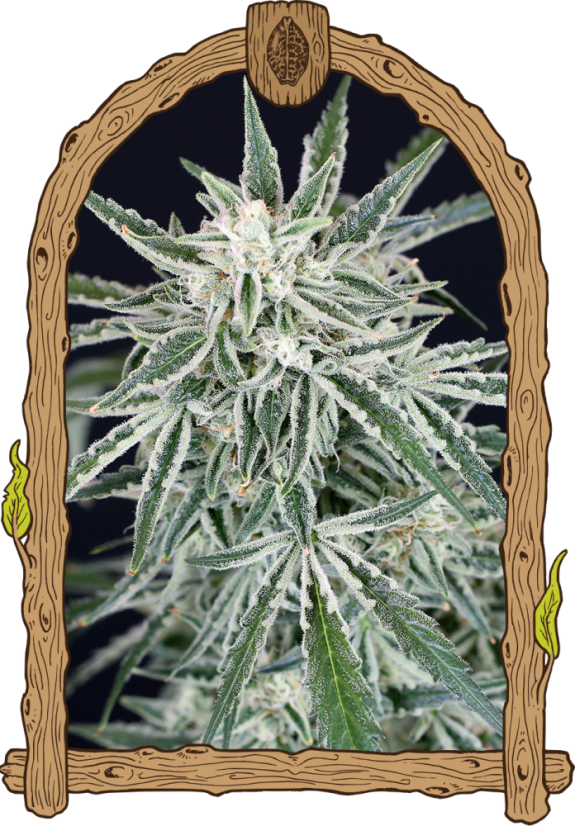 Green Gummy Auto - feminizovaná samonakvétací semena, 3 ks, Exotic Seed