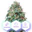 Auto Sunset Sherbet - autoflowering seeds 3 pcs Cannapio