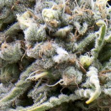 CBD White Widow - samokvitnúce semená 3 ks Pyramid Seeds