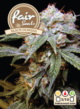 Black Dominator - Feminized Seeds 10 pcs Fair Seeds