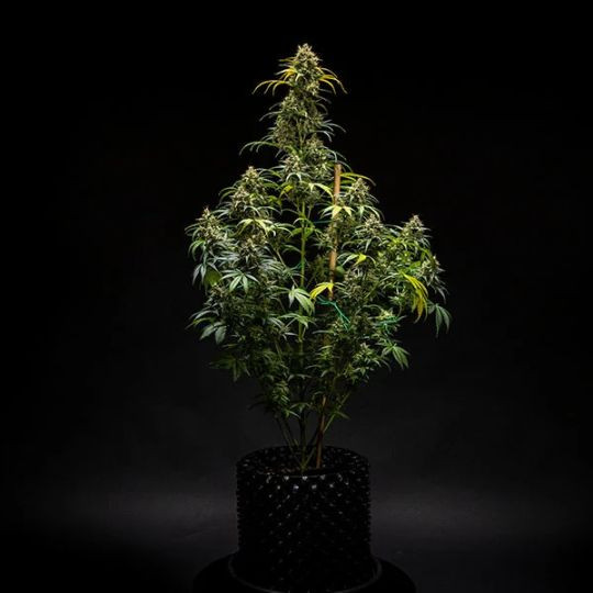 Triple G Auto - feminizovaná semínka 10 ks Royal Queen Seeds