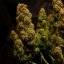 Cali Crasher - feminisierte Samen 10 Stück, Doctor's Choice