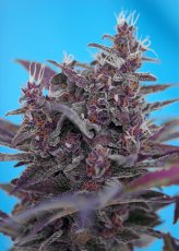Black Cream Auto - fem. a samonakvétací semínka 10ks Sweet Seeds