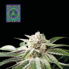 Peyote Wi-fi - feminized cannabis seeds 3 pcs, Seedsman