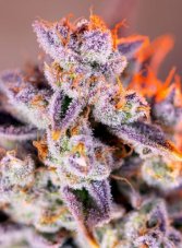 Tropicanna Poison XL Auto - feminizovaná semienka 3 ks  Sweet Seeds