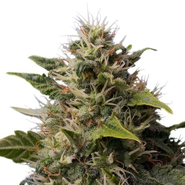 Royal Moby - feminizované semínka 10 ks Royal Queen Seeds