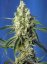 Green Poison CBD - feminisierte Hanfsamen 5 Stück Sweet Seeds