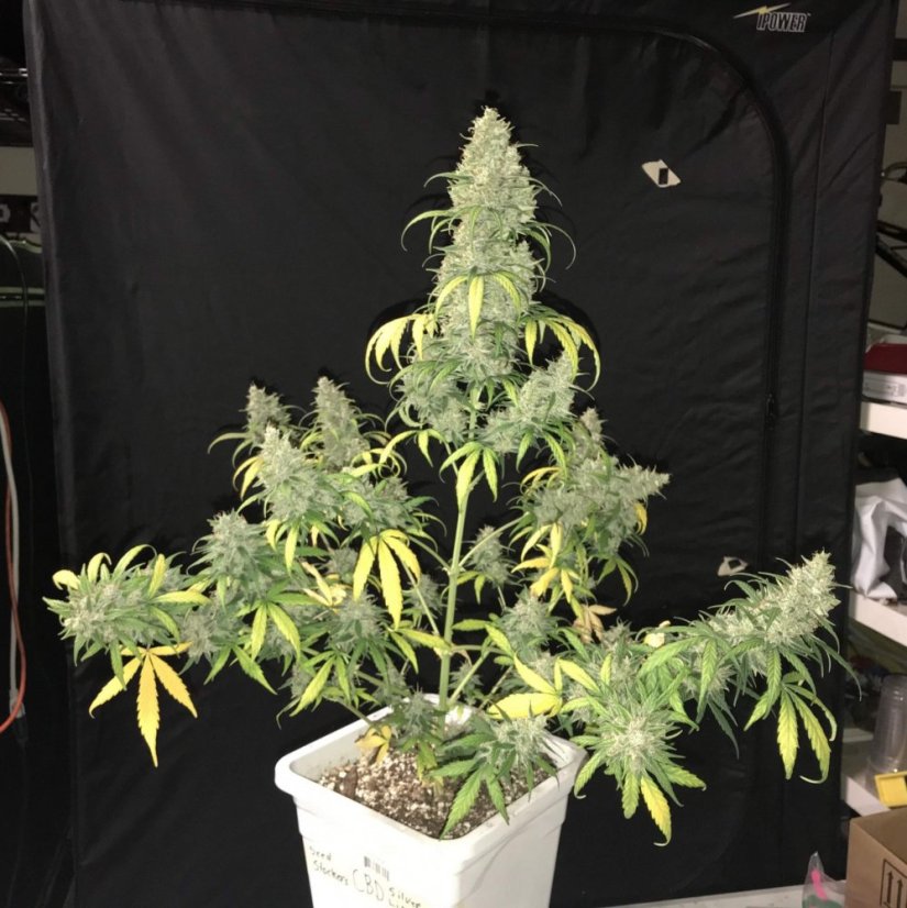 CBD 1:1 Silver Lime Haze samonakvétací semena 3 ks Seedstockers