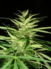 Master Kush x Afghan Haze 18 sztuk standaryzowanych nasion Miło