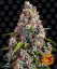 Strawberry Cheesecake Auto - Autoflowering Marihuana Samen 3 Stück Barney's Farm