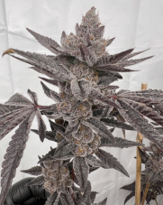 Solfire Gardens Mad Dog feminizovaná semena, 6 ks