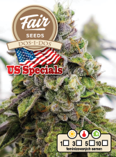 Fair Seeds Dos-i-Dos Feminized Seeds