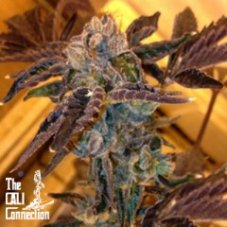 Cali Connection LA Cookies feminized seeds