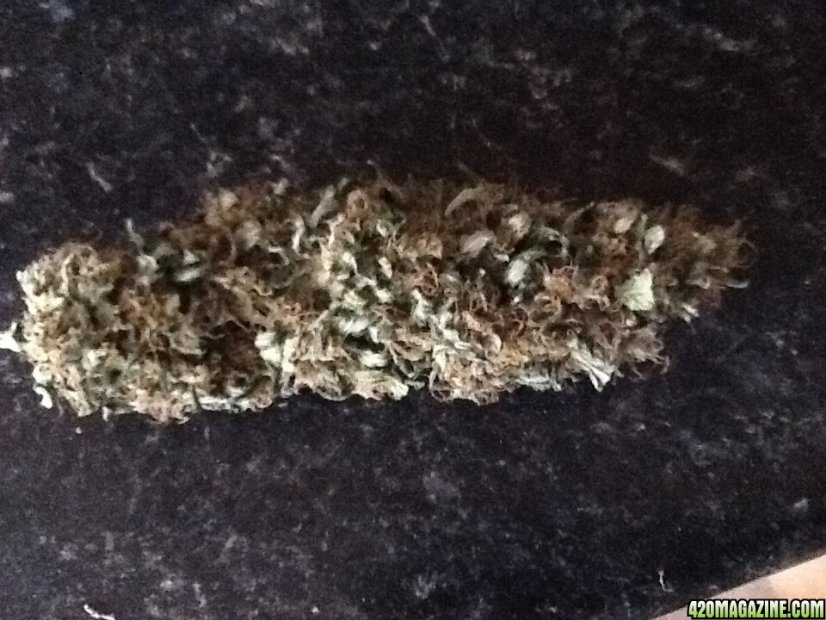 Sour Diesel Auto - fem. a autoflowering semienka 10ks Dinafem