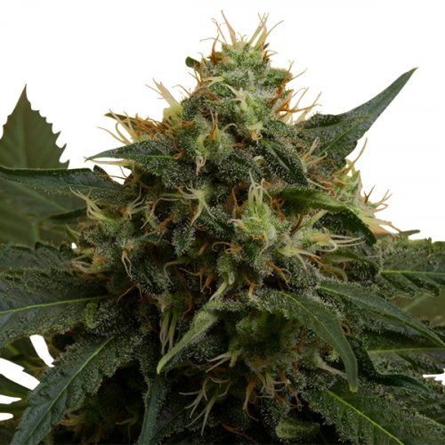 Ice - feminized seeds 10 pcs Royal Queen Seeds