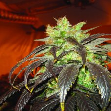 Spoetnikn.1 3 ks, feminizované semená Paradise Seeds