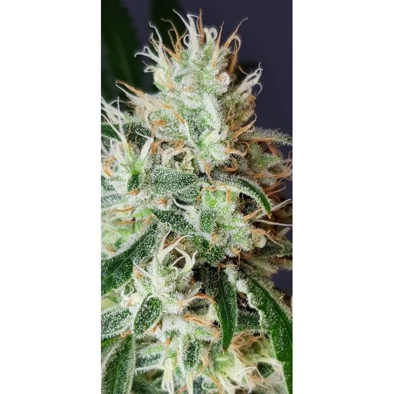 Lemon OG - feminizovaná semena 8 ks, Super Sativa Seed Club