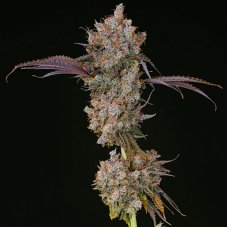 Ethos Genetics XXX feminizované semená