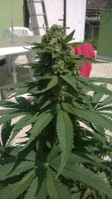 Bubble Gum Auto - 10 autoflower semen Fair Seeds