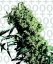 Northern Lights N.5 x Haze 10 ks feminizované semená Sensi Seeds