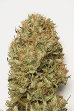 Blue Dream Auto - fem. a samonakvétací semínka 3ks Humboldt