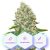 Sleep - 5pcs autoflowering seeds Cannapio