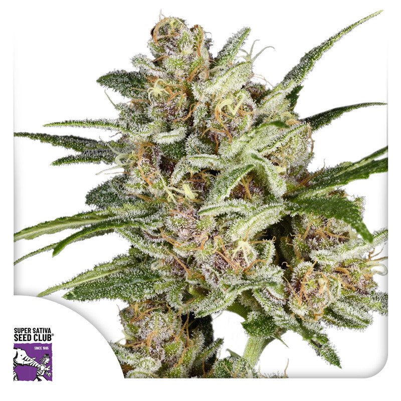 Super Mad Sky Floater - feminized seeds 8 pcs, Super Sativa Seed Club