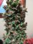 Dark Devil Auto - fem. a autoflowering semienka 10ks Sweet Seeds