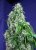 Big Devil Fast Version - feminizovaná semínka 10 ks Sweet Seeds