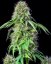 Royal CBG Automatic - samonakvétací semínka 3 ks Royal Queen Seeds