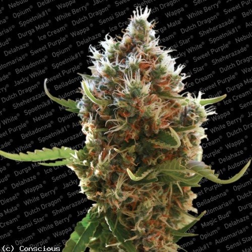 Lucid Bolt - 5 ks feminizovaná semínka Paradise Seeds