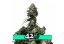 Tropicana Cookies FF - feminisierte Marihuana-Samen 10 Stück Fast Buds
