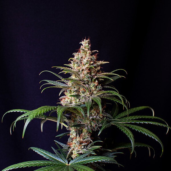 Shogun - feminizovaná semínka 3 ks Royal Queen Seeds