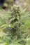 Dr Greenthumbs Dedoverde Haze Auto - fem. a samonakvétací semienka 5ks Humboldt