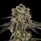 Black Jack hemp variety - how to win every time? Just plant well...