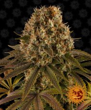 Strawberry Lemonade - feminizowane nasiona marihuany 3 szt Barney´s Farm