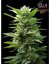 TNT Kush - feminisierte Samen 6 Stück Eva Seeds