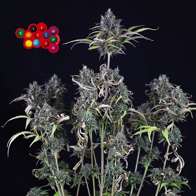 Zkittlez Auto - autoflowering cannabis seeds 3 pcs, Seedsman