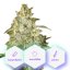 Auto Big Shark - 3pcs Cannapio autoflowering seeds