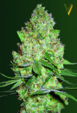 Victory Seeds Chronic Monster XXL Feminized Seeds