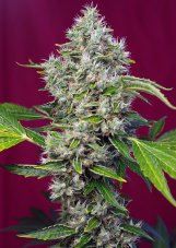 San Fernando Lemon Kush® - feminized seeds of 10 pieces of Sweet Seeds