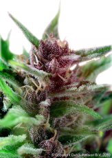 Schamane - Standardisierte 10ks Dutch Passion Seeds