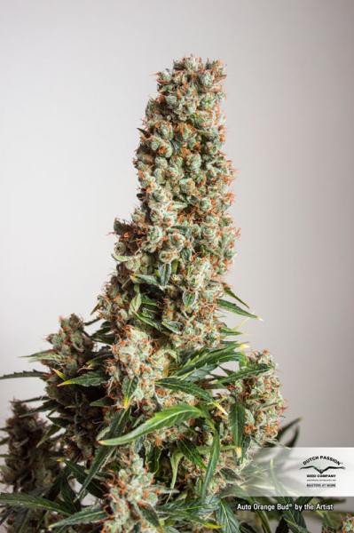 Auto Orange Bud® - 7ks Dutch Passion autoflowering seeds