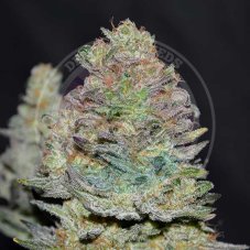 Delicious Seeds Delicious Cookies Auto samonakvétací semena